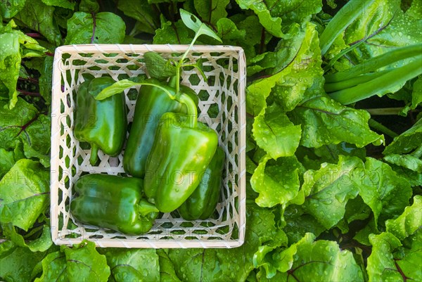 Close up of green peppers in basket on wet leaves