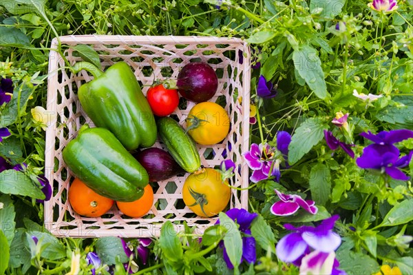 Close up of basket of fresh vegetables on flowers