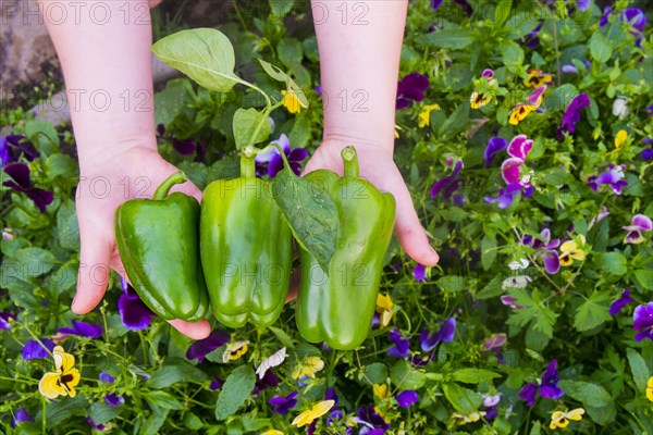 Close up of hands holding green peppers over flowers