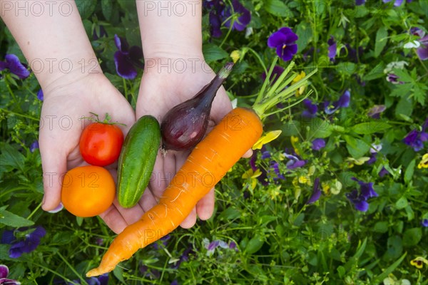 Close up of hands holding fresh vegetables over flowers