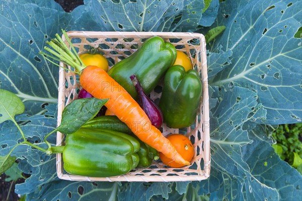 Close up of basket of fresh vegetables on leaves