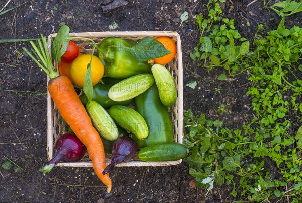 Close up of basket of fresh vegetables on garden soil