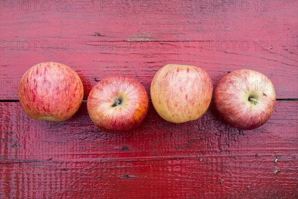 Close up of row of red apples on red wooden table