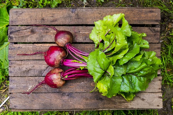 Fresh beets on wooden table