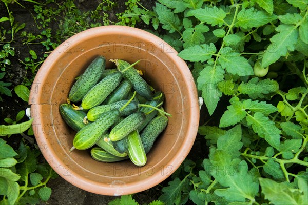 Fresh cucumbers in bucket