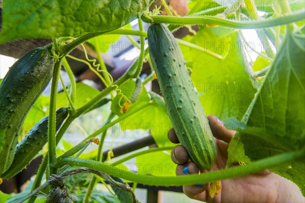 Hand holding fresh cucumber on vine