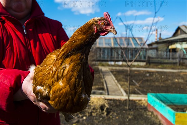 Person holding chicken on farm