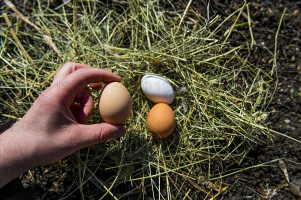 Hand holding fresh eggs on hay