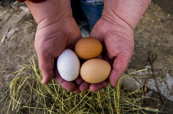 Hands holding fresh eggs