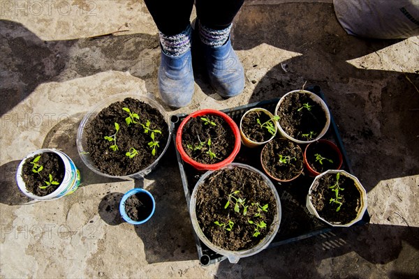 Feet of person standing over tray of seedlings