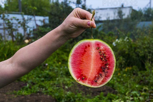 Arm of person holding watermelon slice