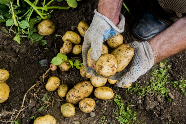 Hands of gardener holding potatoes in dirt