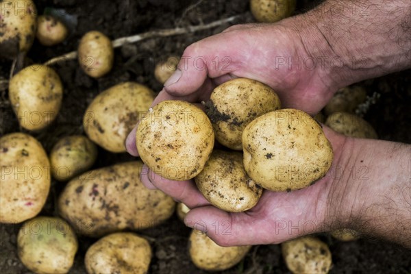 Hands of gardener holding potatoes