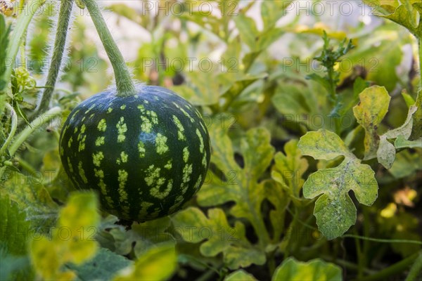 Watermelon growing on vine