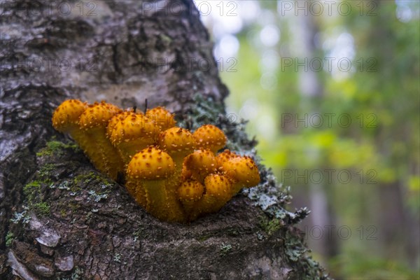 Orange mushrooms growing on tree