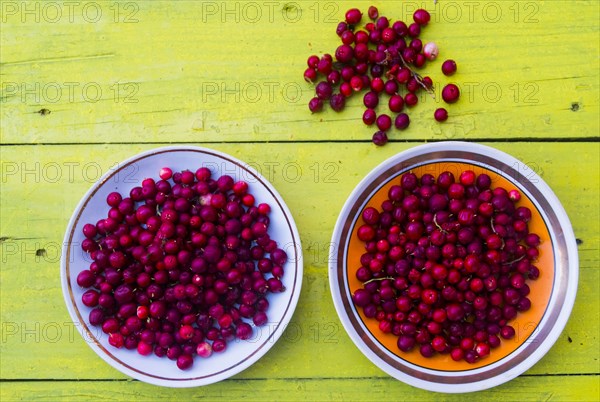 Plates of red berries on wooden table