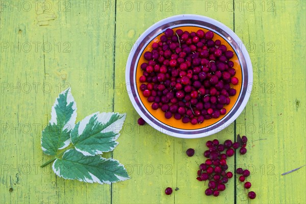 Plate of red berries and leaf on wooden table