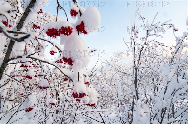 Red berries on snow covered branches