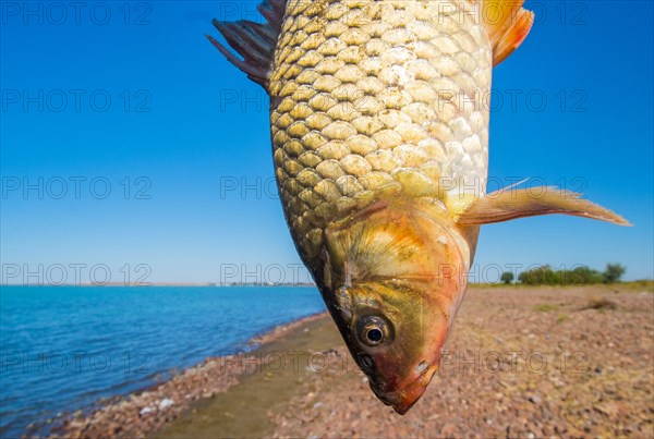 Fish hanging upside-down at lake