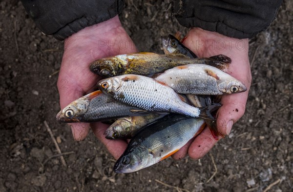 Hands holding fish