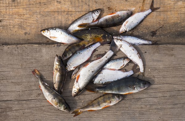 Fish on wooden boards