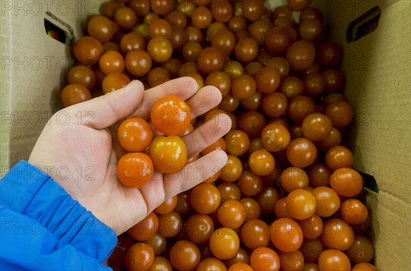 Hand holding tomatoes