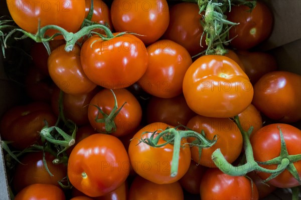 Pile of tomatoes on stems