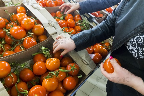 Caucasian woman selecting tomatoes