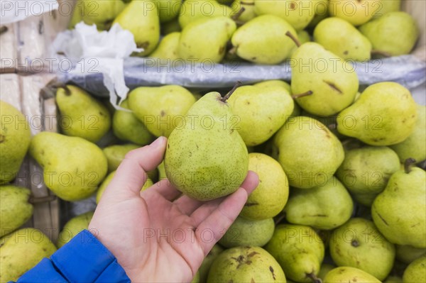 Hand holding green pear