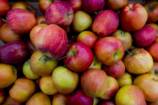 Pile of apples