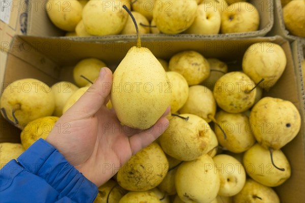 Hand holding yellow pear