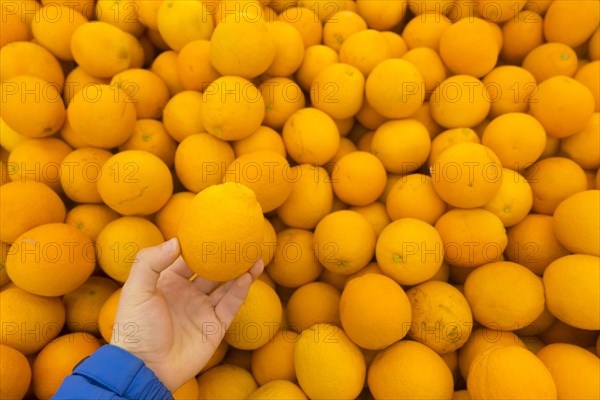 Hand holding oranges