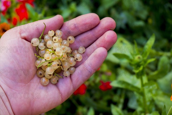 Hand holding white berries