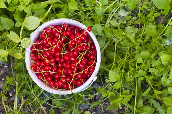 Basket of red berries