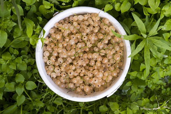 Basket of white berries