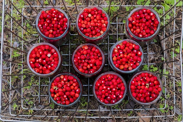 Jars of red strawberries in metal bin