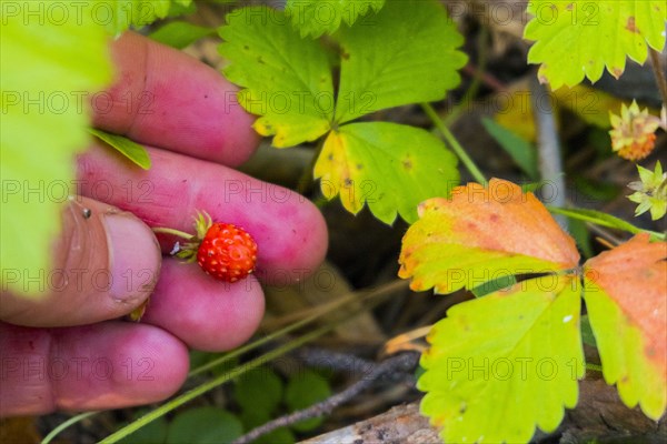 Hand holding tiny red strawberry