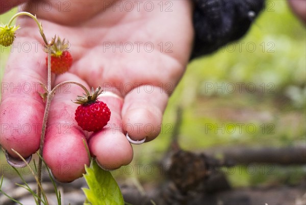 Hand holding tiny red strawberry