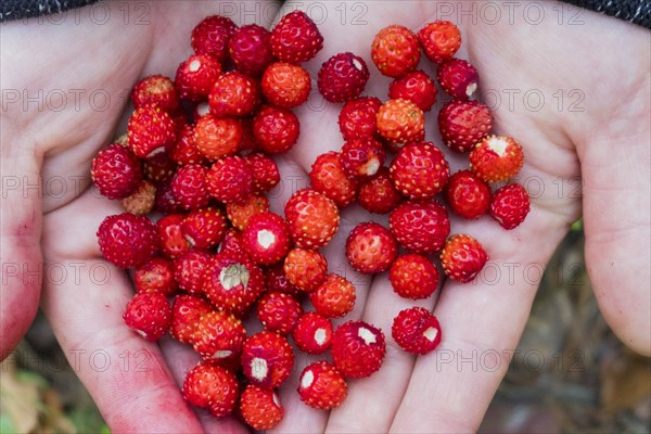 Hands holding fresh red strawberries