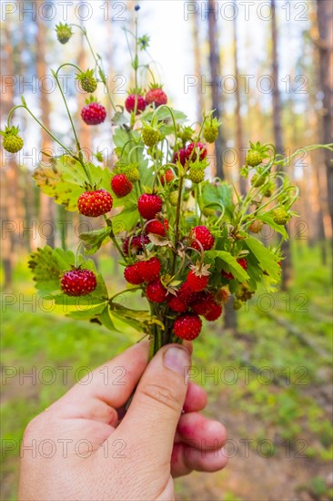 Hand holding bouquet of strawberries in forest