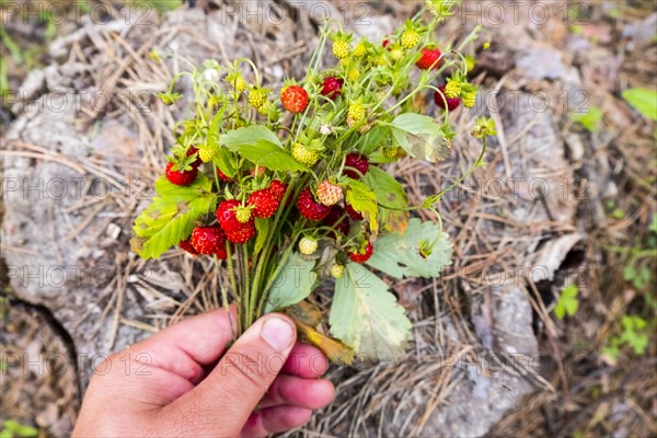 Hand holding bouquet of strawberries over tree stump