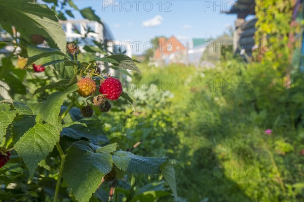 Raspberries ripening in garden