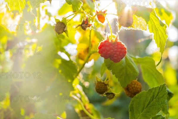 Close up of raspberries ripening