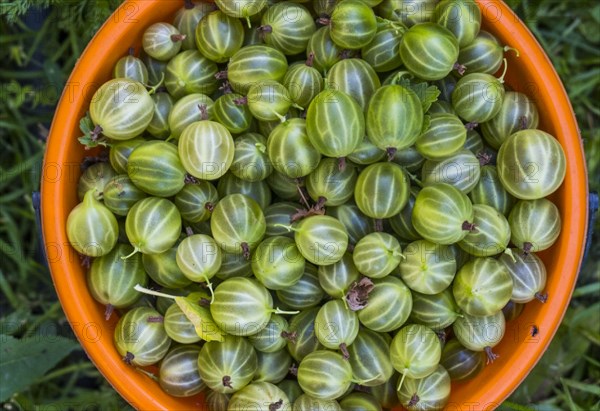 Basket of organic green tomatoes