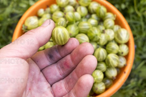 Hand holding organic green tomato