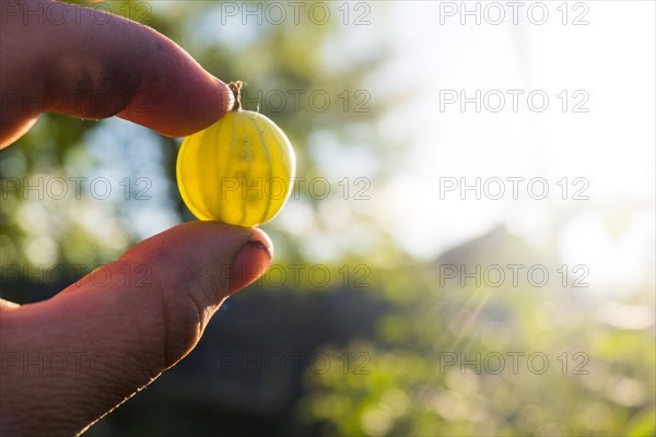 Fingers holding transparent organic green tomato