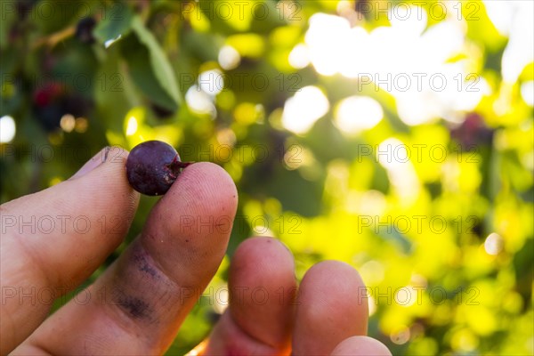 Fingers holding blueberry