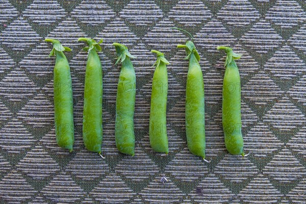 Row of pea pods