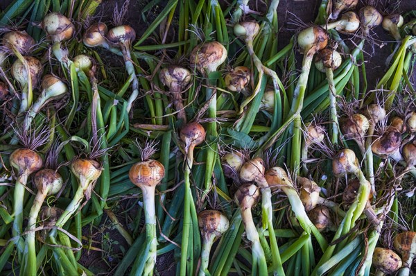 Pile of organic onions