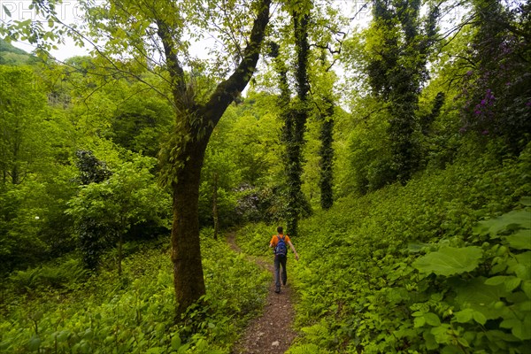 Caucasian man hiking on path in forest